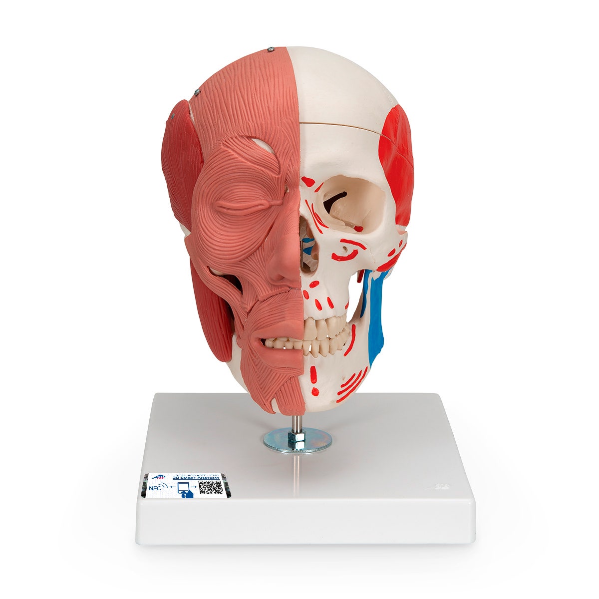 NE40273-3B Scientific Human Skull with Facial Muscles