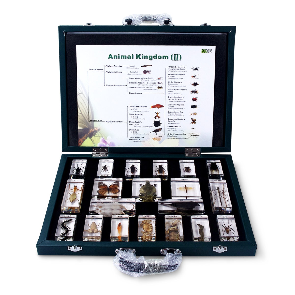 SB47476-Animal Kingdom 20-Piece Mount Set