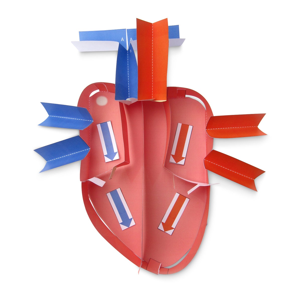 NE40355-Human Heart 3D Model Making Kit Set of 5