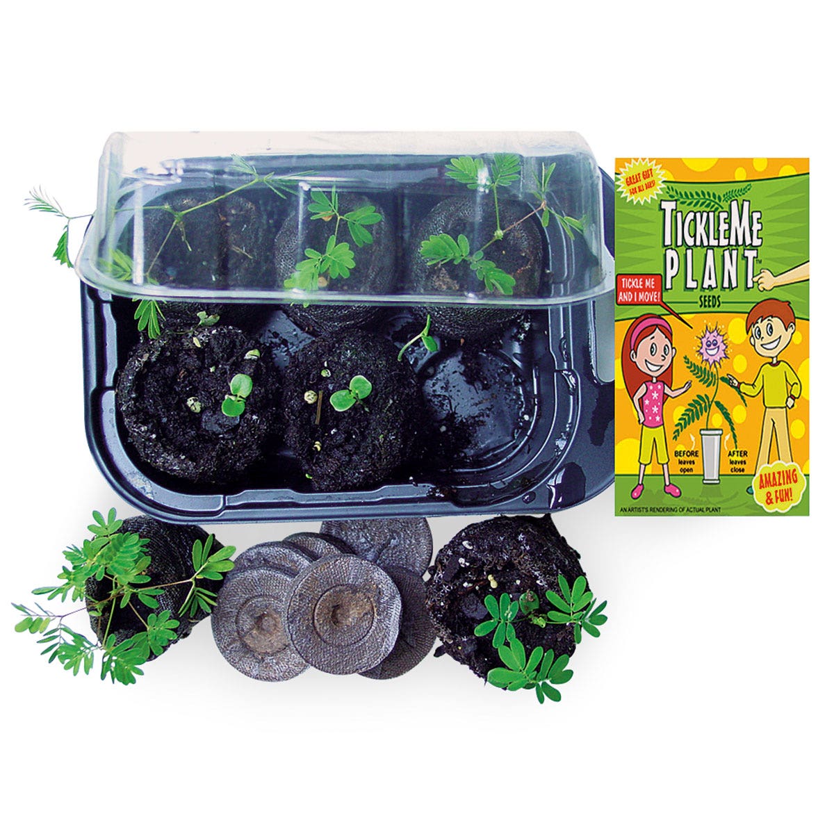 C29747-TickleMe Plant™ Growing Kit