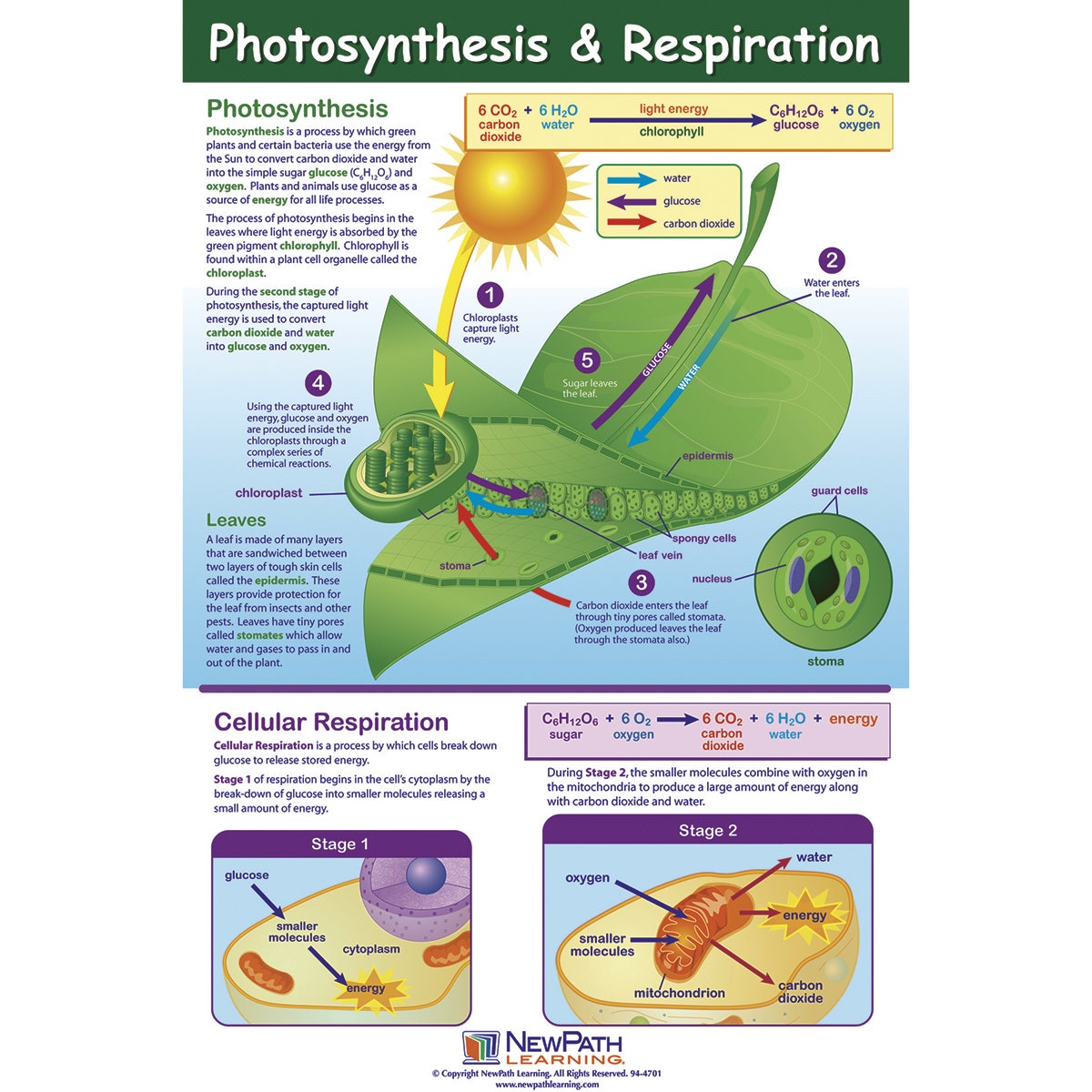 SB47610-NewPath Learning® Photosynthesis & Respiration Poster