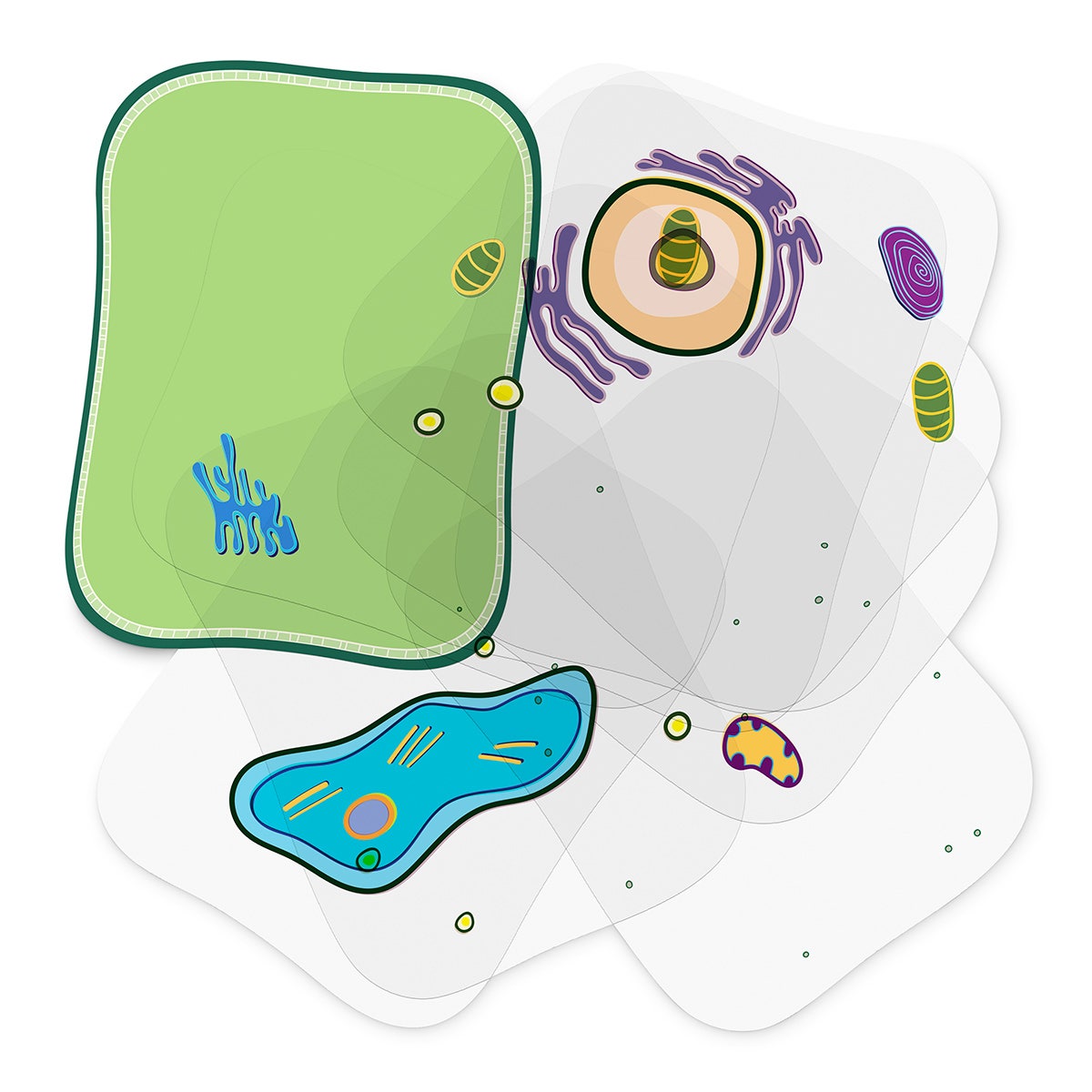 NE30378-Roylco® Plant Cell Builder