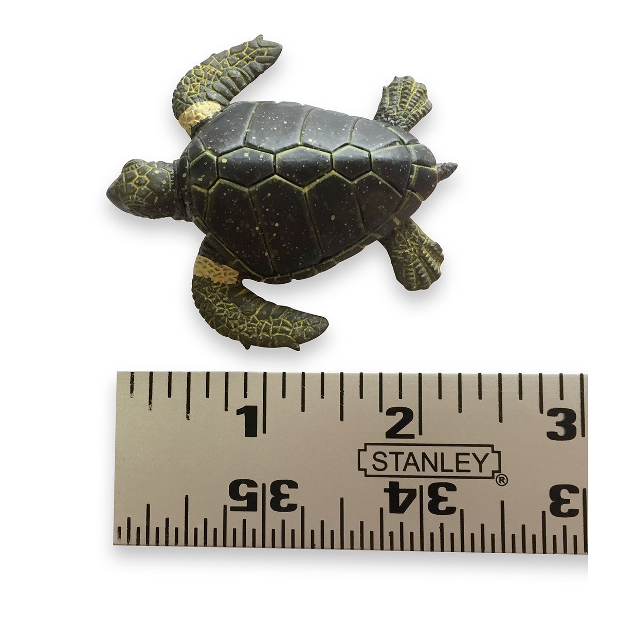 SB52707-Sea Turtle ID Activity