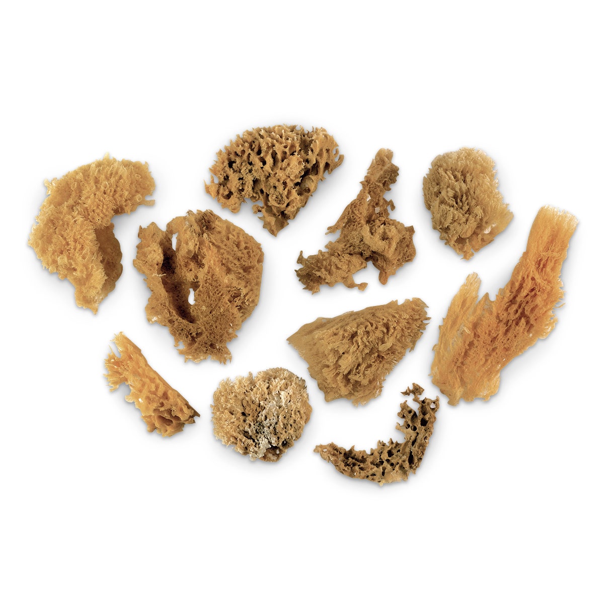 9716111-Natural Sea Sponges - Pkg. of 30