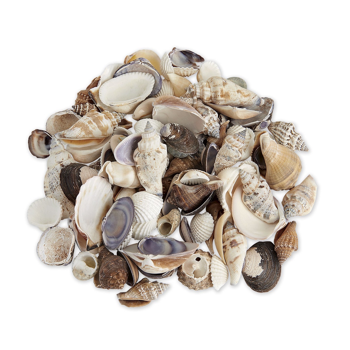 X00009718551-Sea Shell Assortments