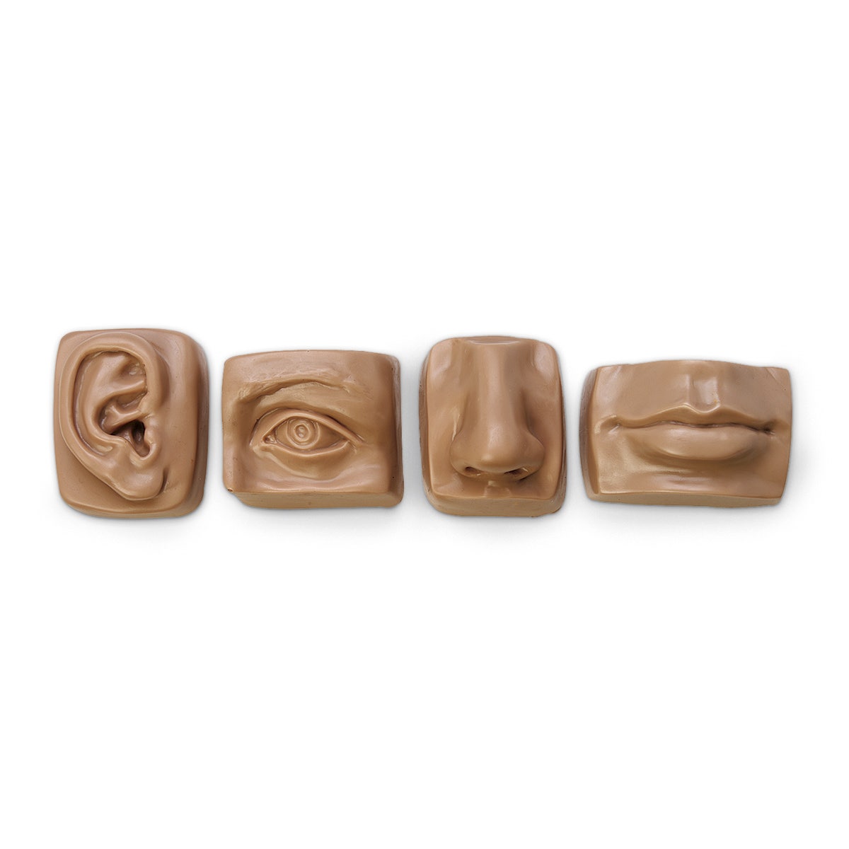 9722005-Nasco Life-Size Anatomical Facial Set