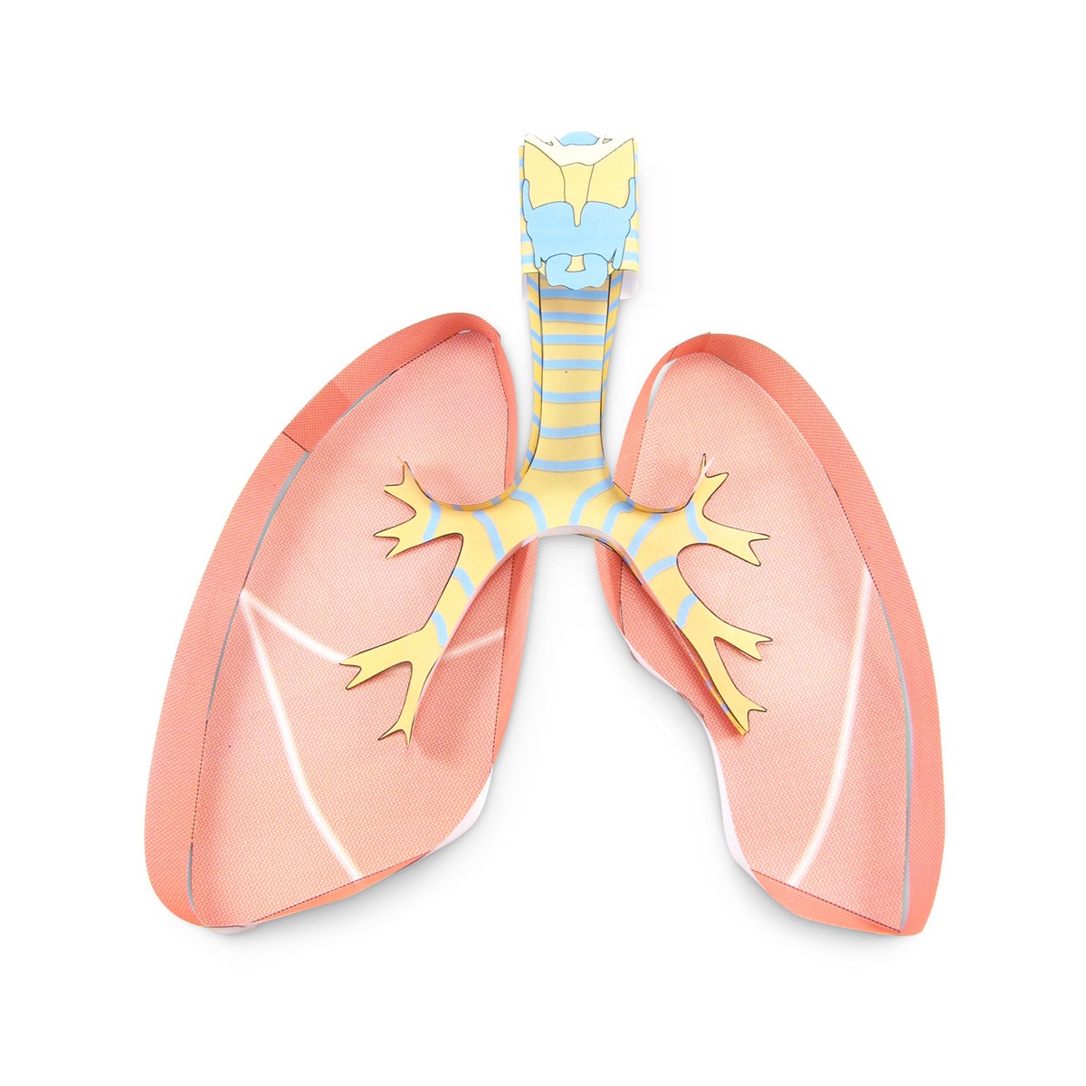 NE40356-Lungs 3D Model Making Kit Set of 5