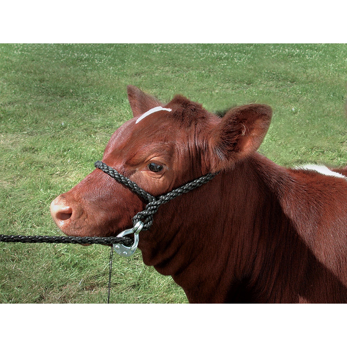 C12958-Quick-Release Halter