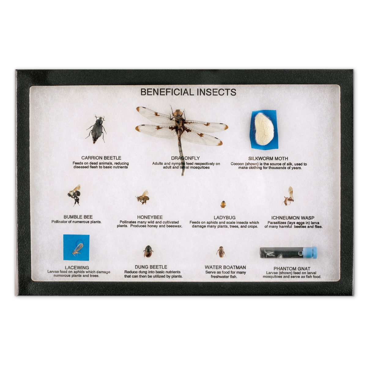 C16573-Beneficial Insects