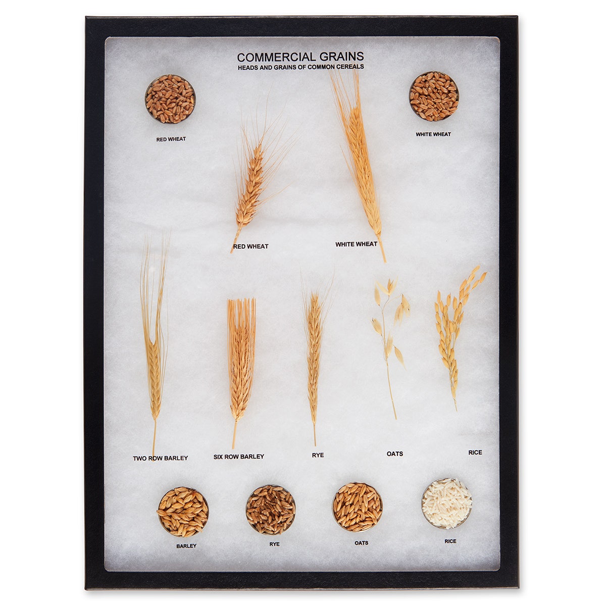 C19940-Commercial Grains