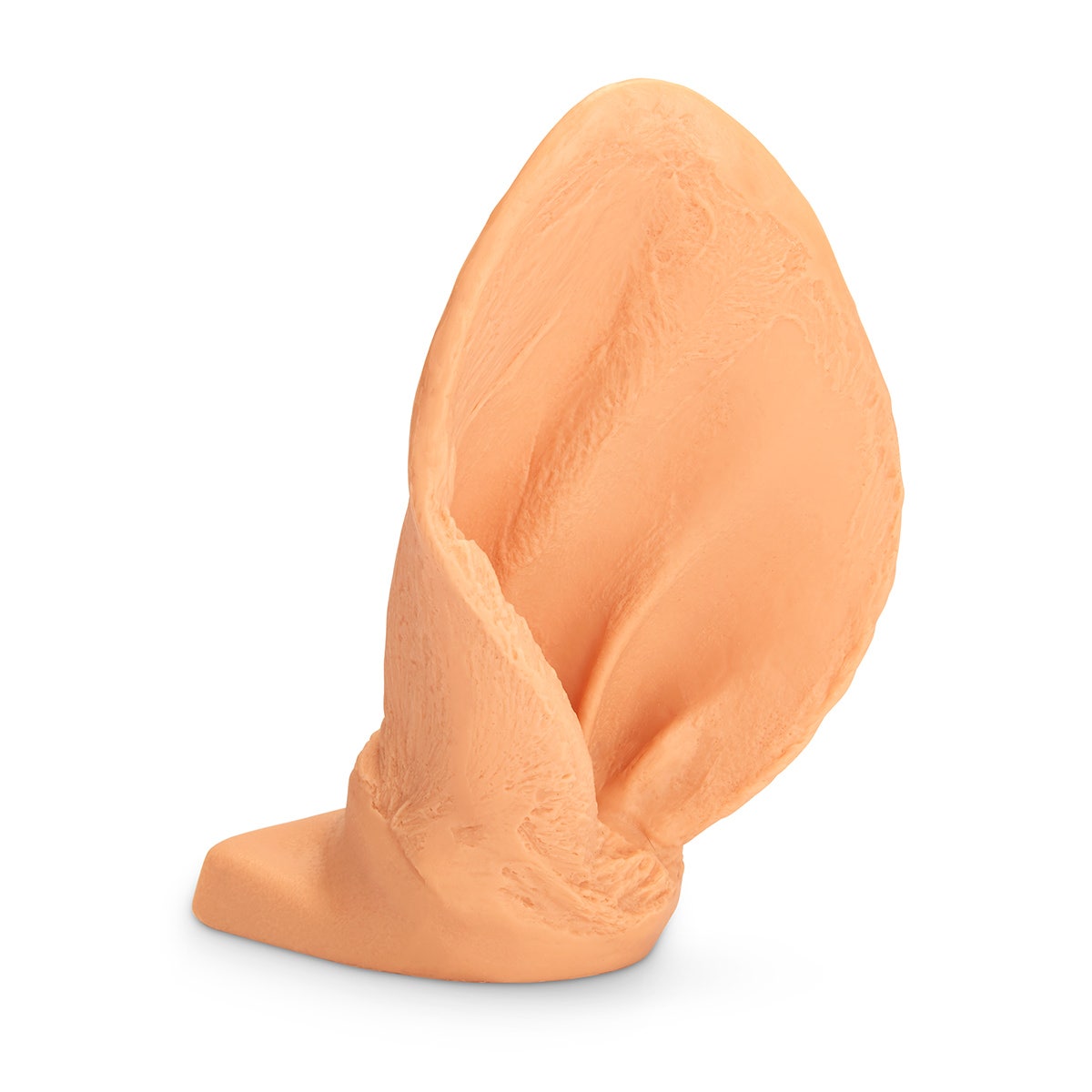 C26251-Nasco Tag Placement Cow Ear Model
