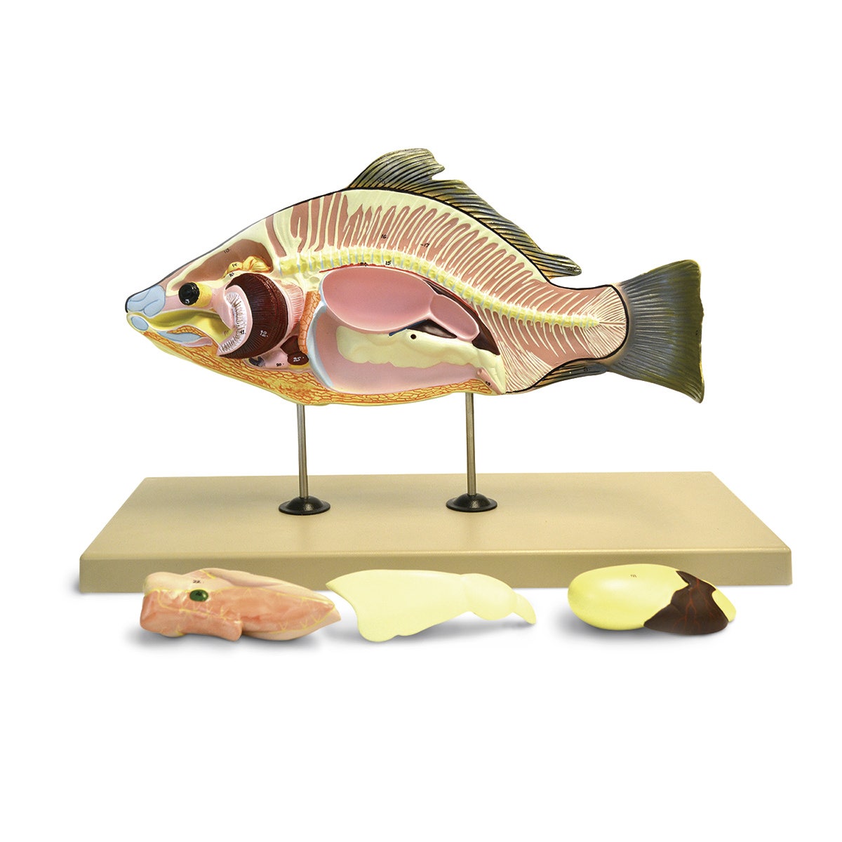 C33285-Fish (Carp) Model