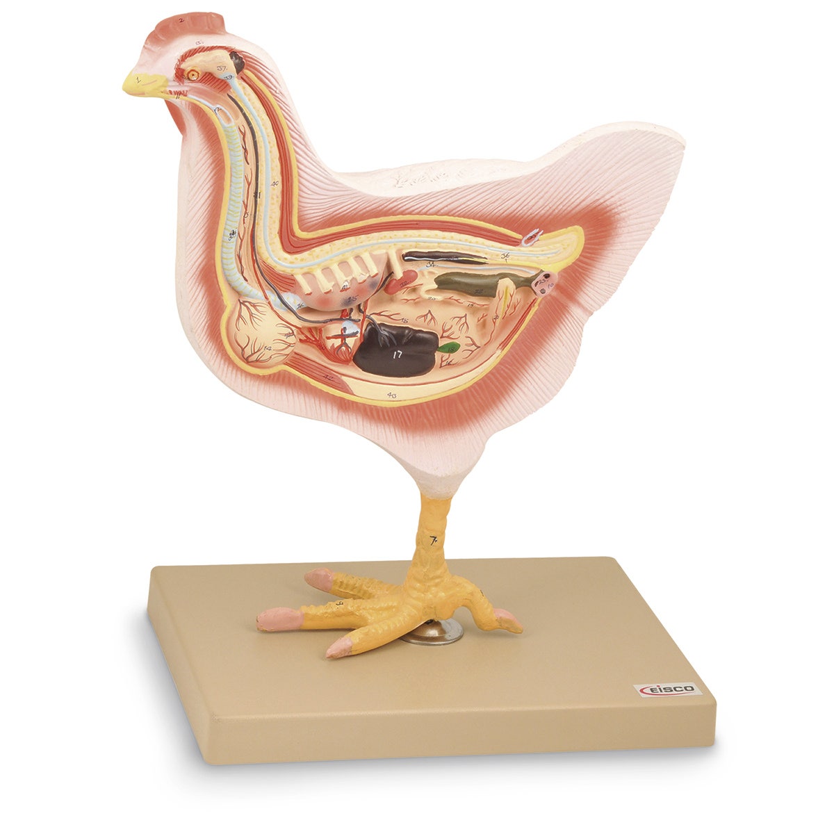 C33286-Domestic Hen Model