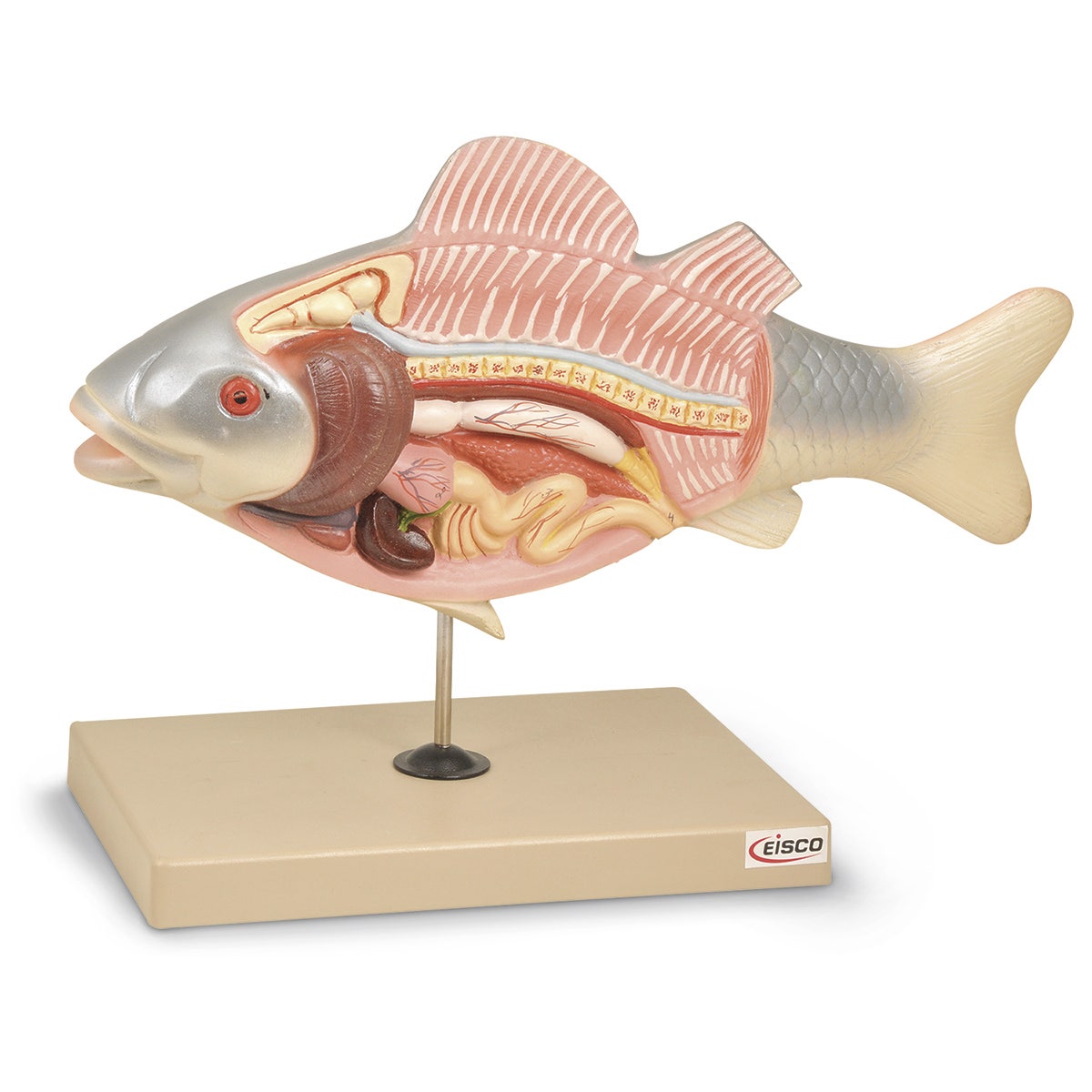 C33287-Economy Fish Model