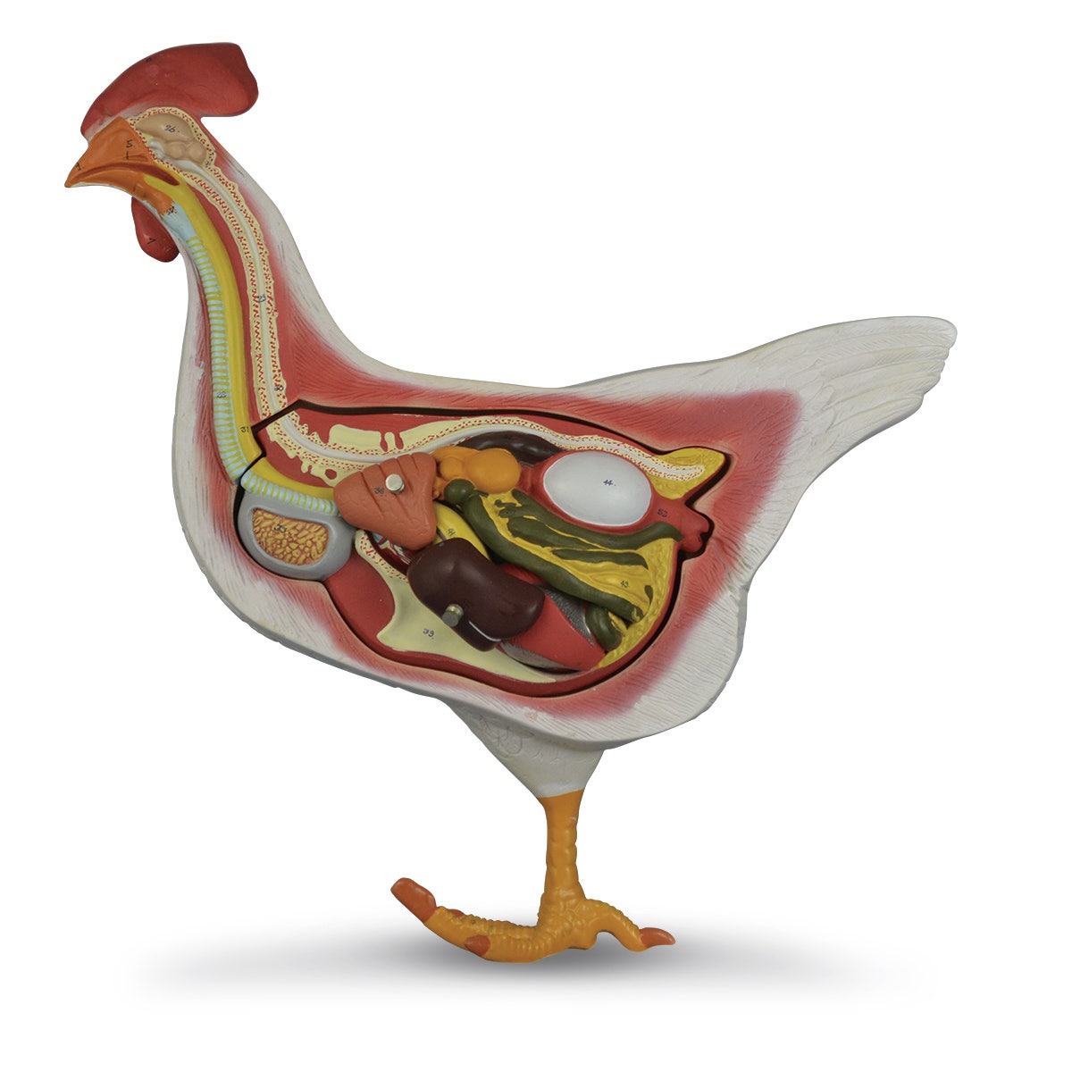 C33288-3-Part Hen Model