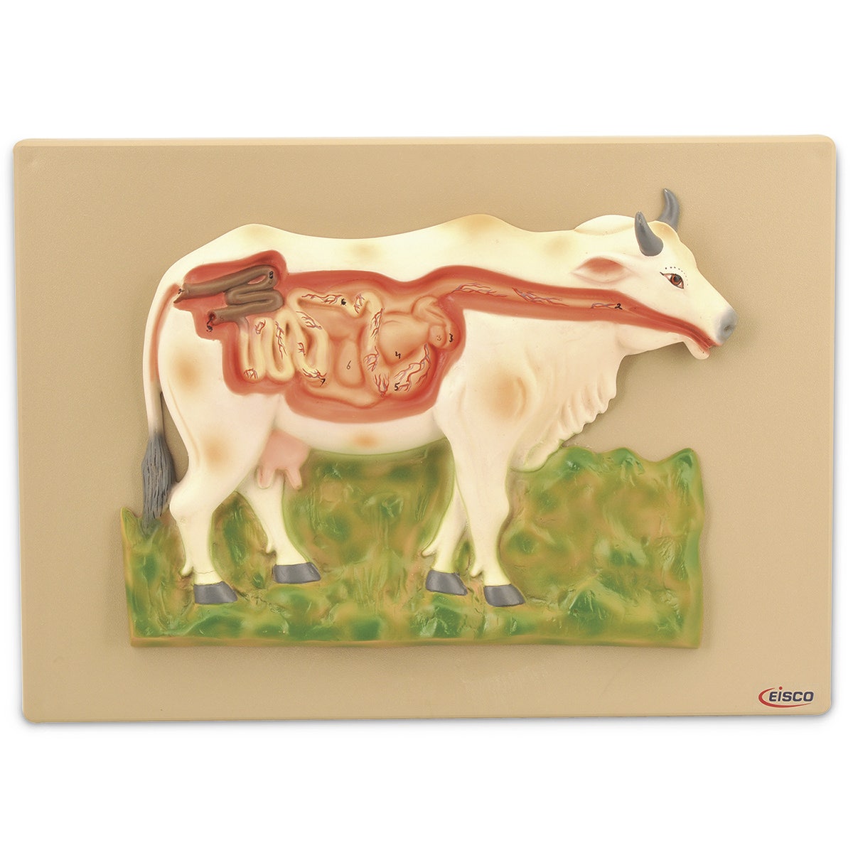 C33289-Cow Digestive System Model