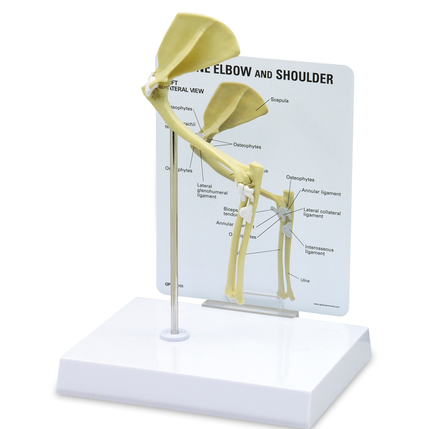 C33916-Feline Elbow/Shoulder Model