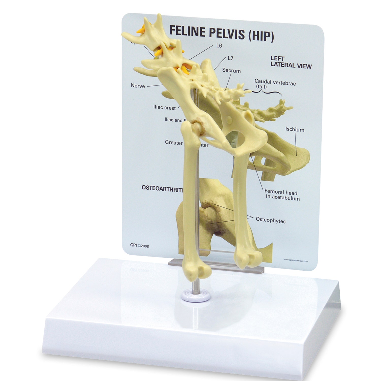 C33919-Feline Pelvis Model