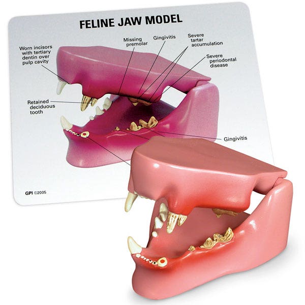 C33921-Feline Healthy/Diseased Jaw Model