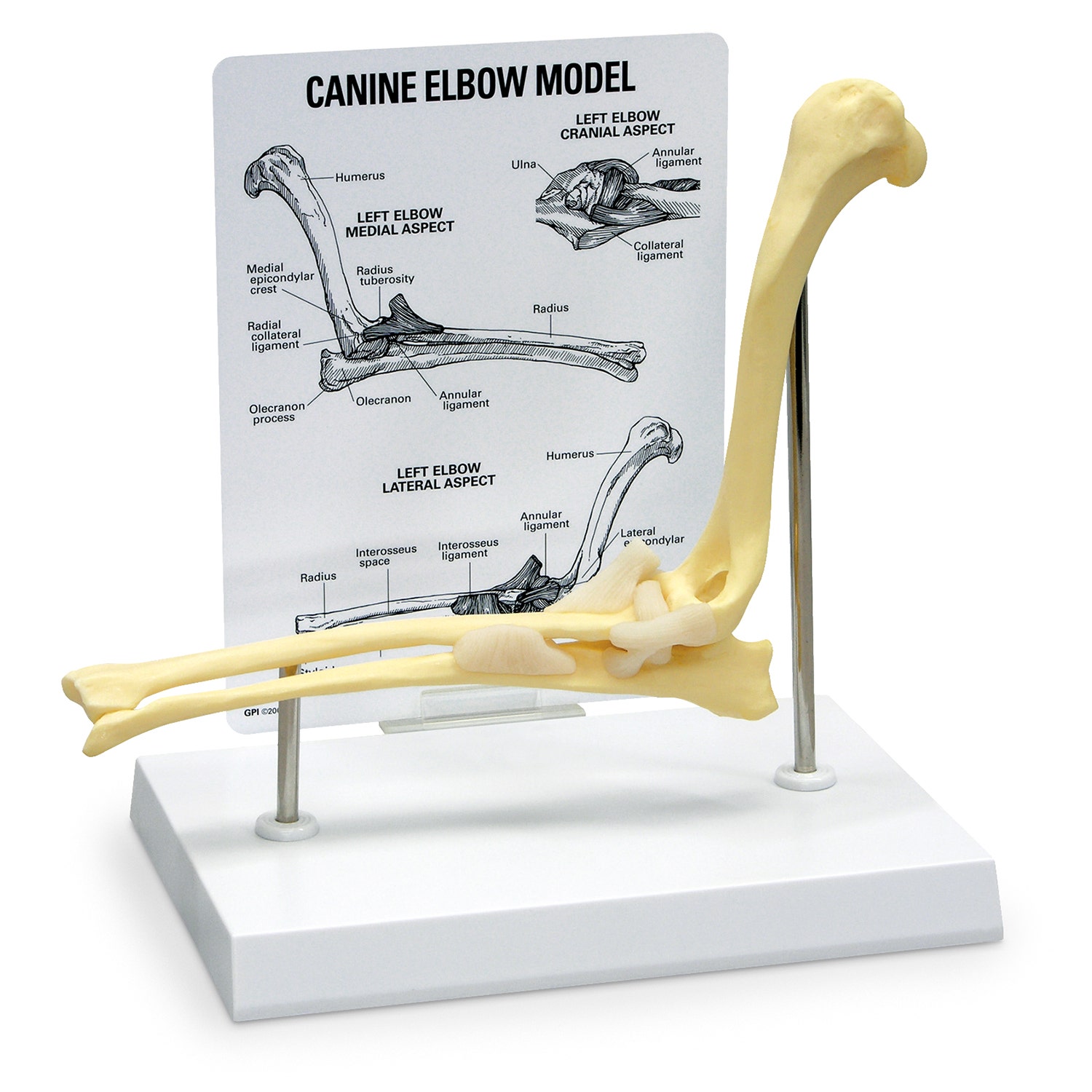 C33922-Canine Elbow Model