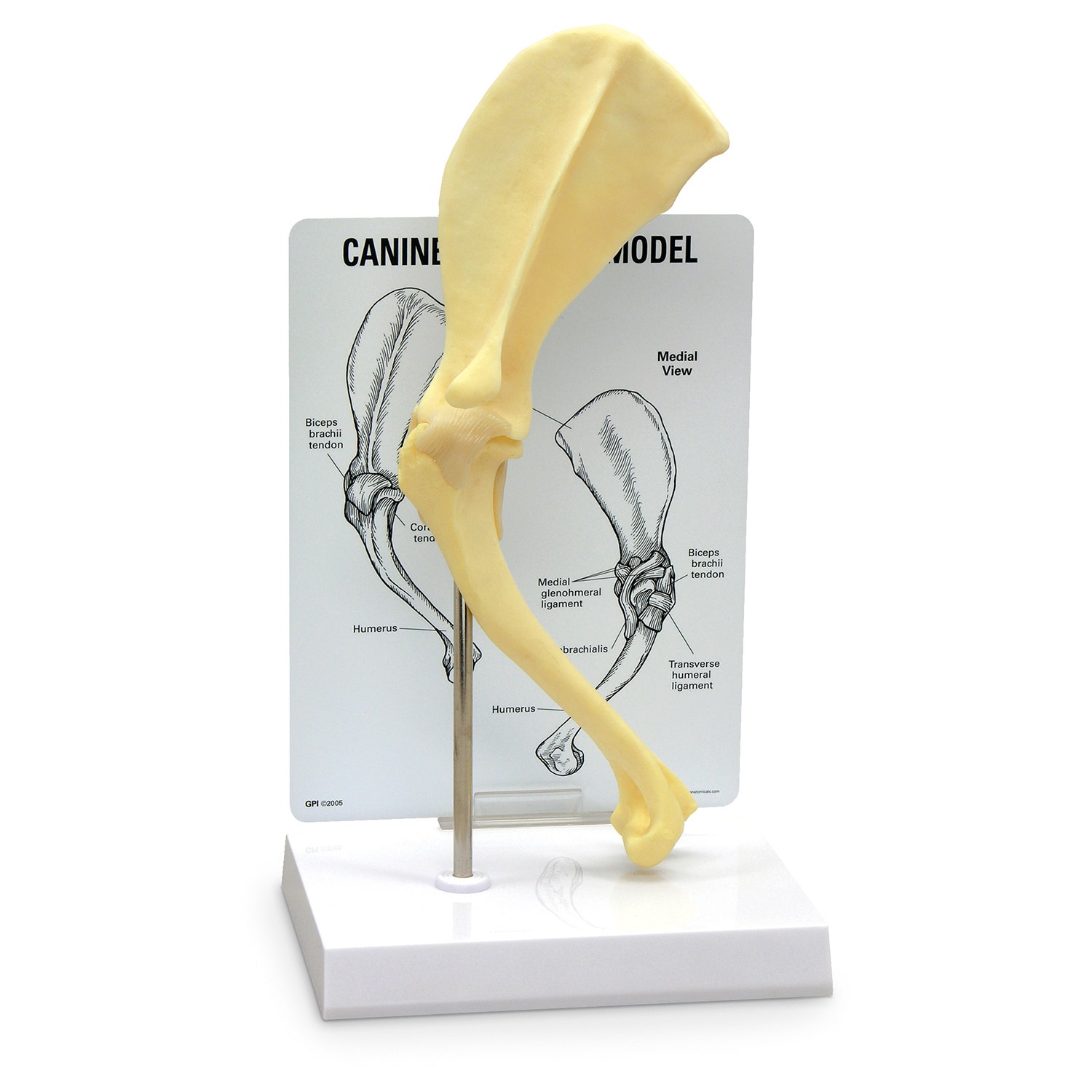 C33923-Canine Shoulder Model