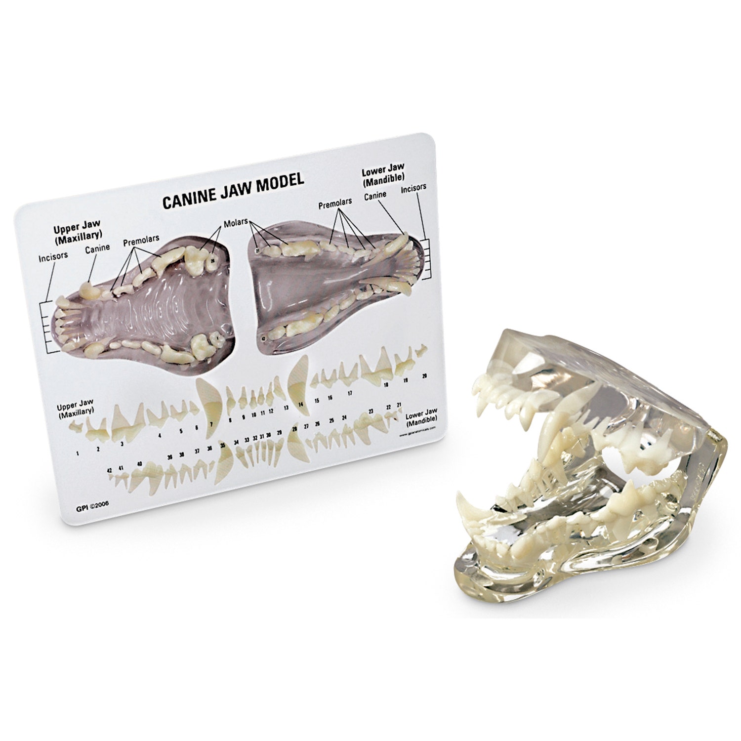 C33927-Canine Clear Jaw Model