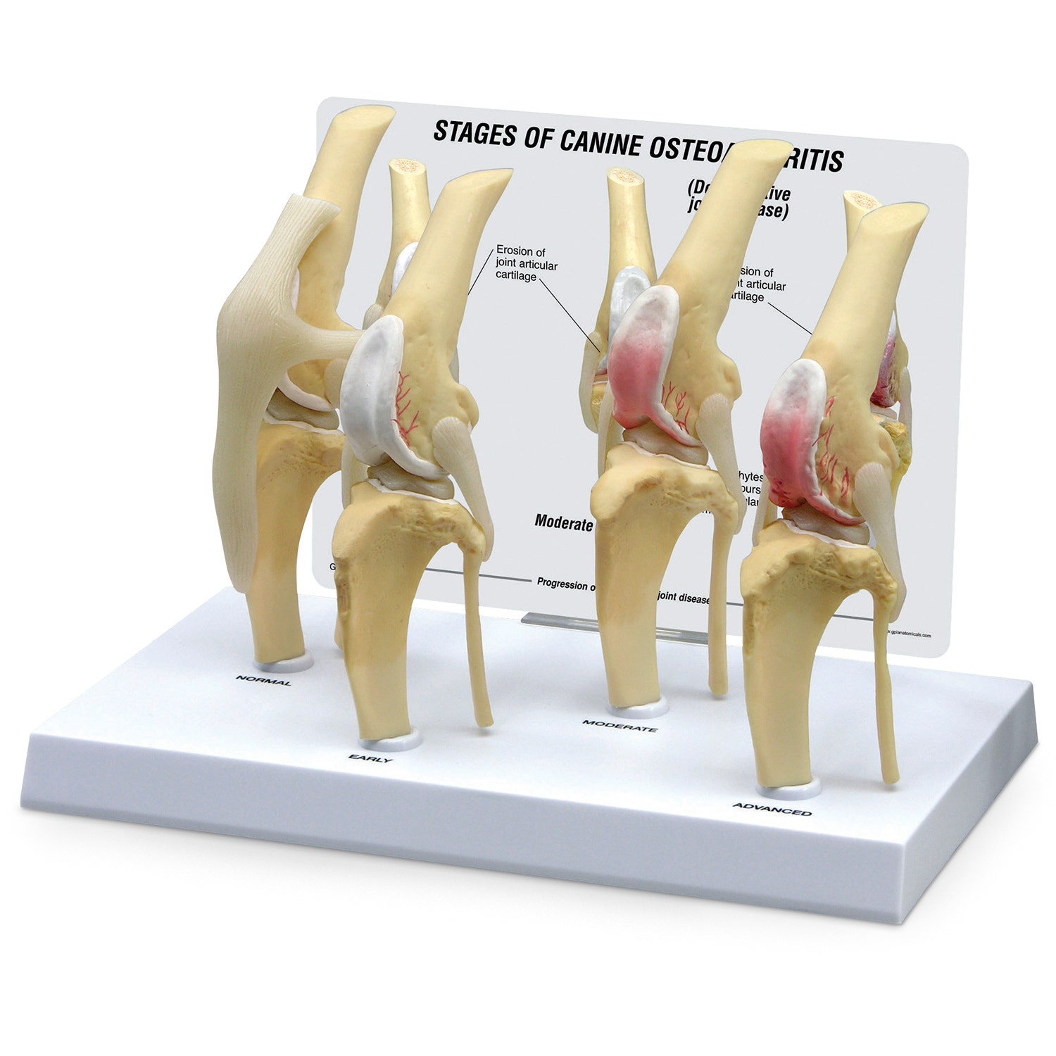 C33929-Canine Four-Stage Knee Model