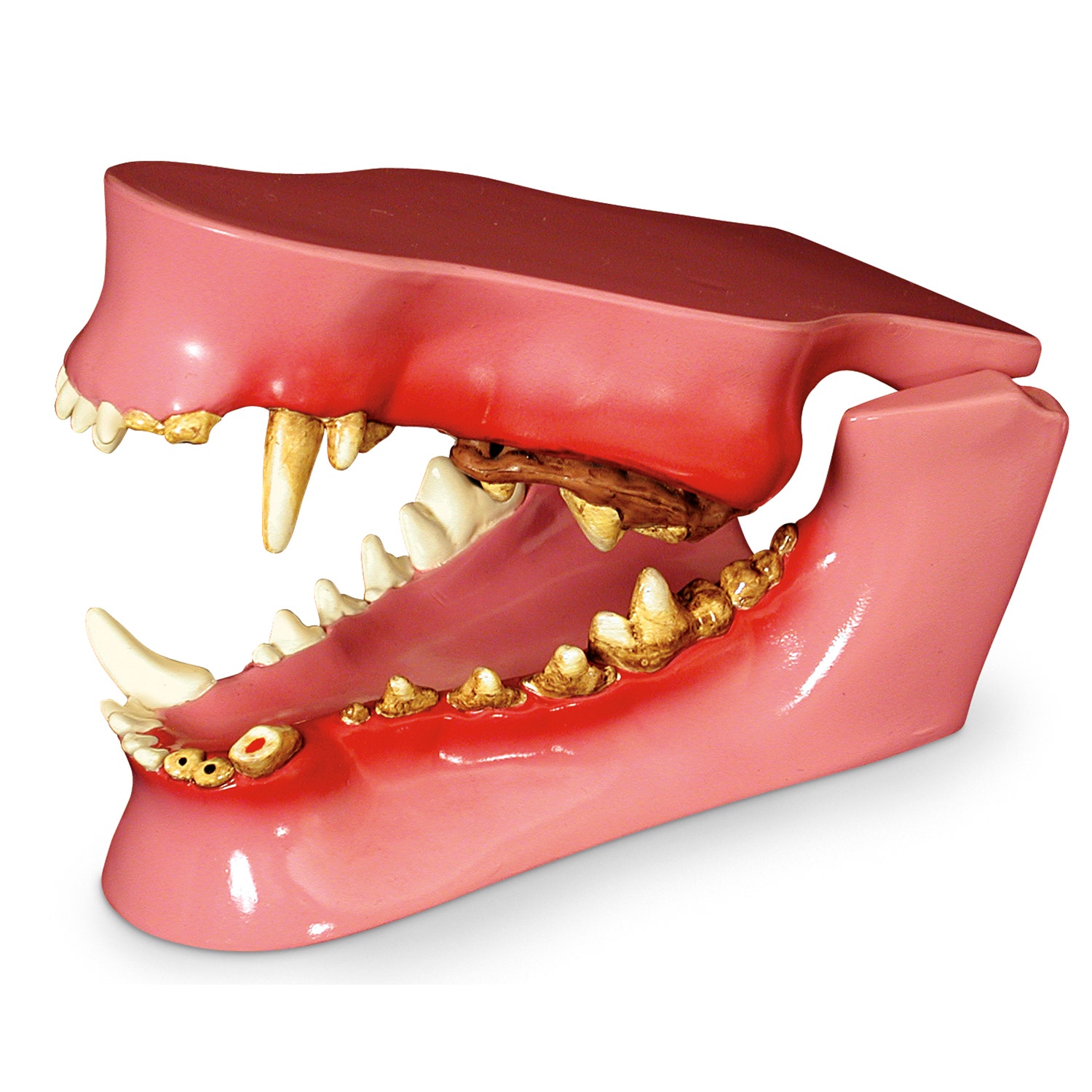 C33945-Canine Jaw Model