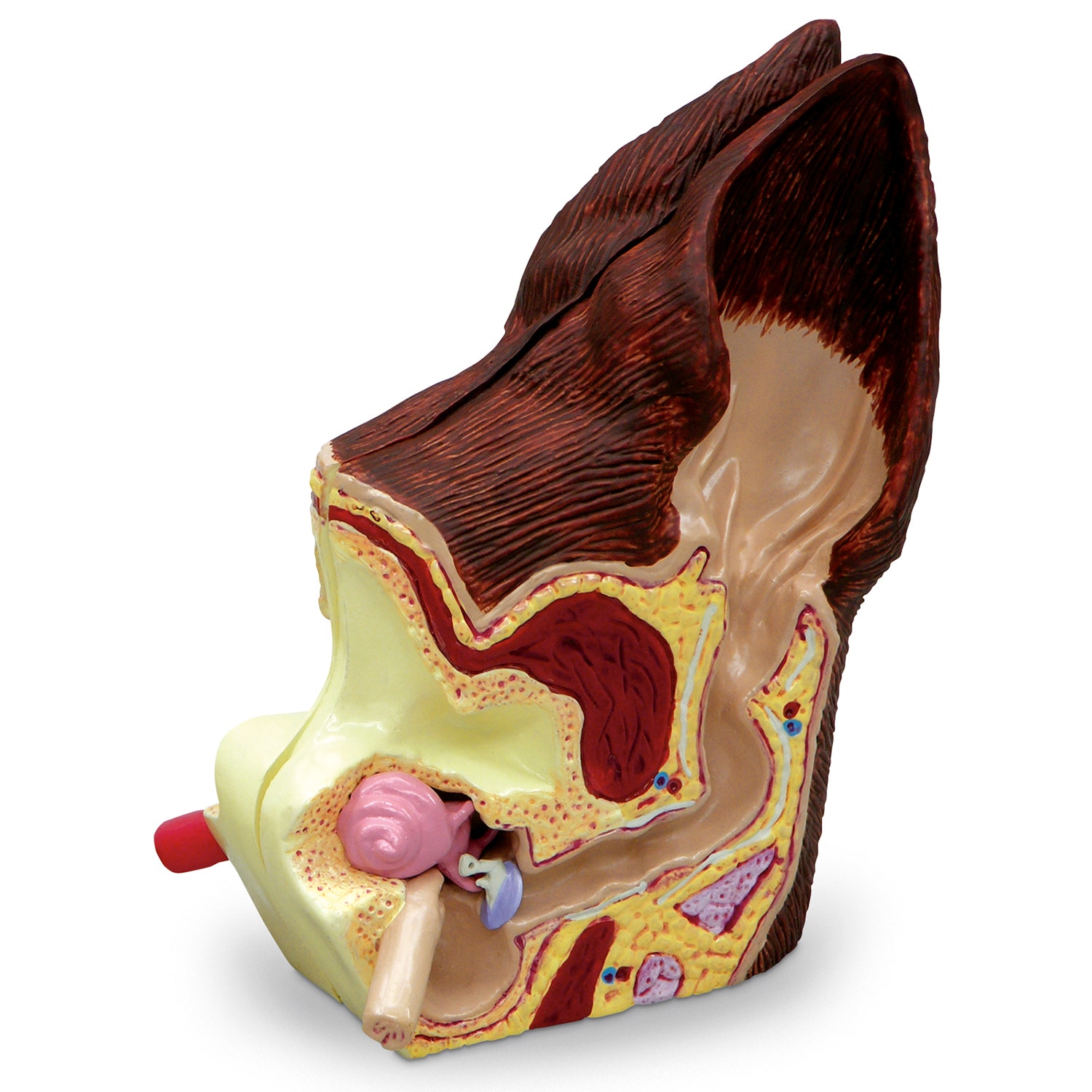 C33946-Canine Ear Model