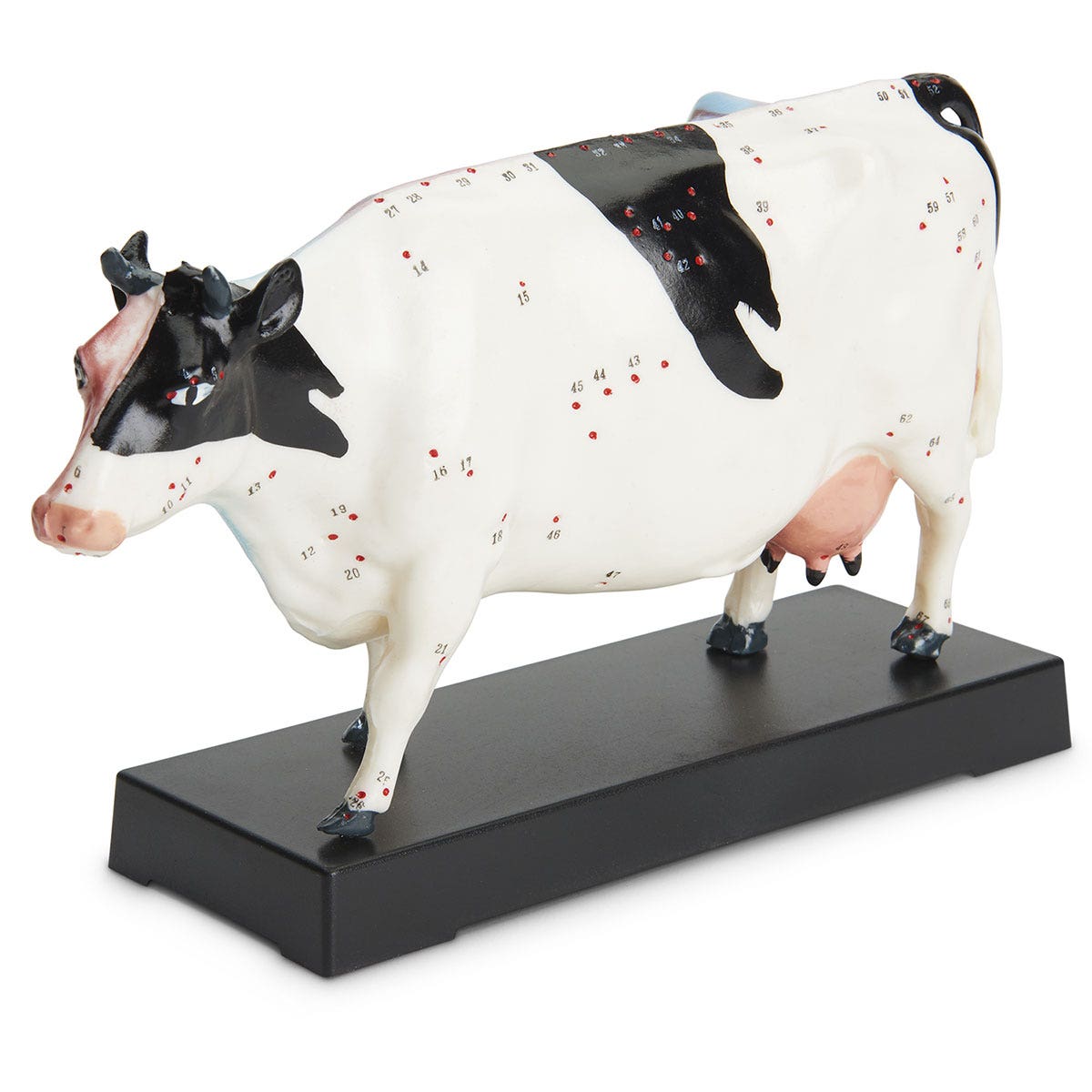C35656-Acupuncture Models - Cattle