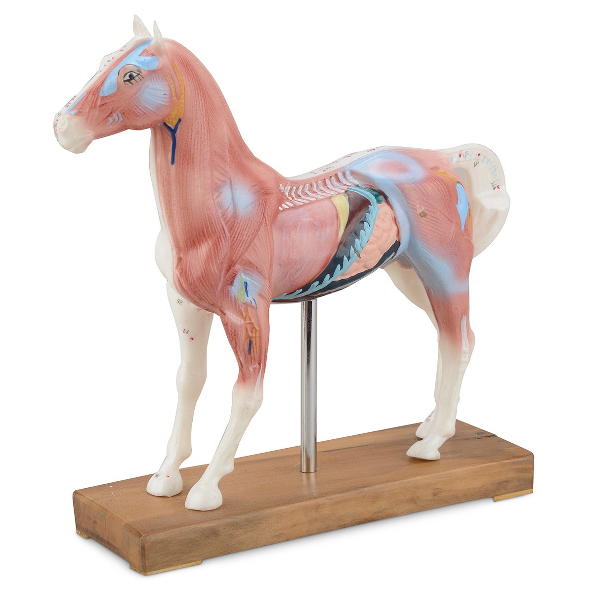 C35657-Acupuncture Models - Horse