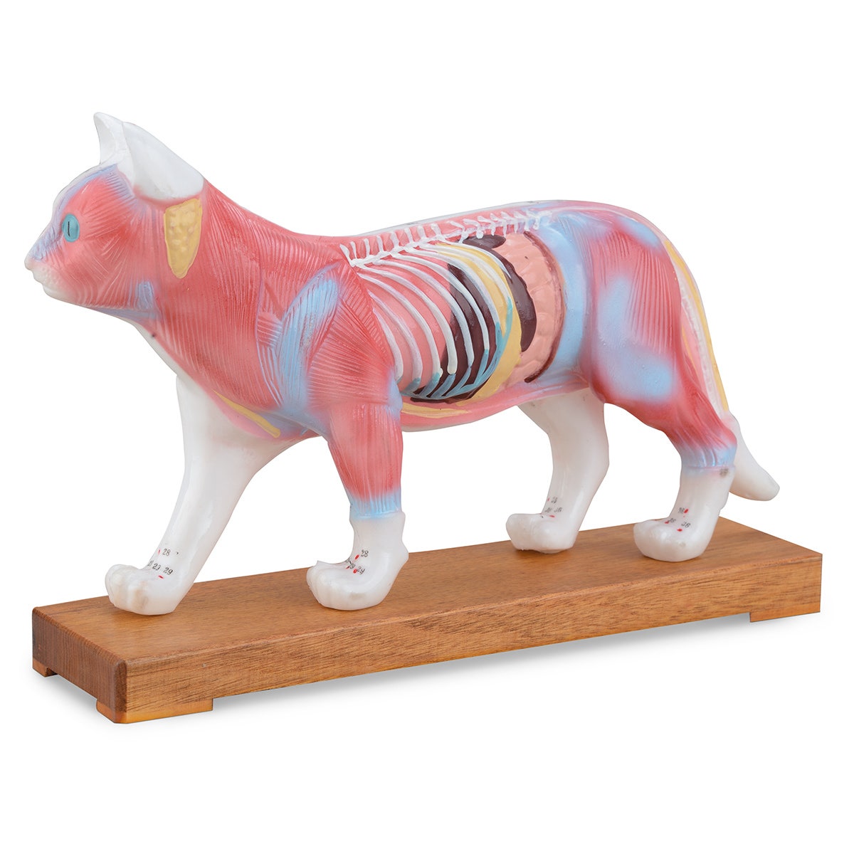 C35659-Acupuncture Model - Cat
