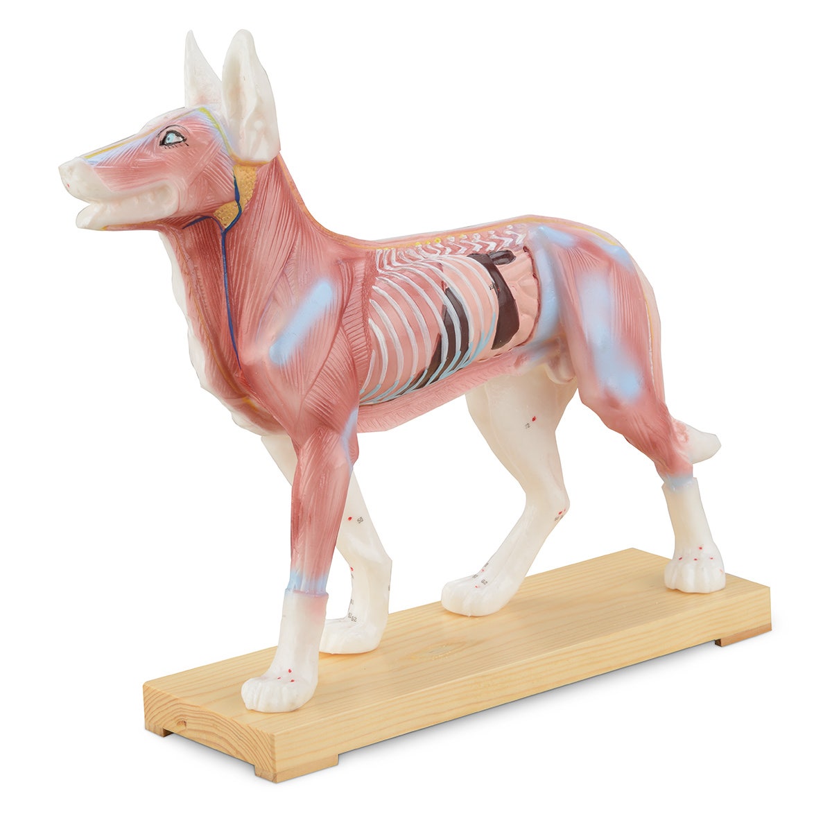 C35660-Acupuncture Model - Dog