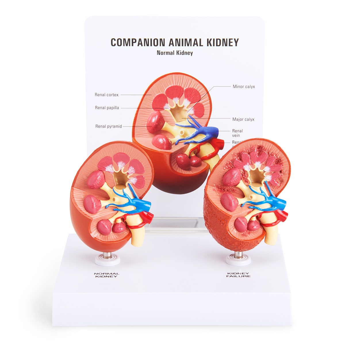 C36385-2-Piece Companion Animal Kidney