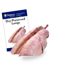 NASCOGuard®, Dry-Preserved Swine Lungs - Preserved