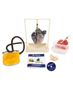 Nasco Inflatable Lungs Comparison Kit with Teacher Instructional DVD