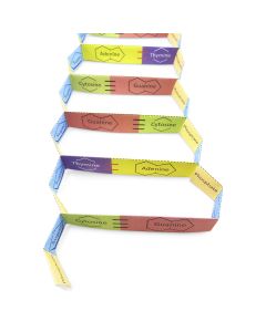 NewPath Learning® DNA Structure 3D Model Kit 