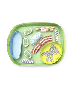 NewPath Learning® Plant Cell 3D Model Kit 
