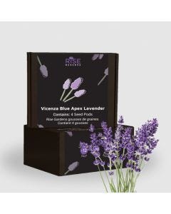 Vicenza Blue Apex Lavender Seed Pod 4-Pack for Rise Garden