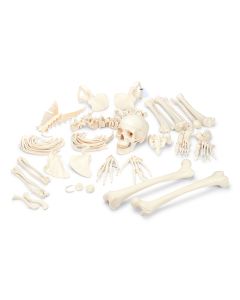 3B Disarticulated Human Skeleton Model, Complete with 3-Part Skull