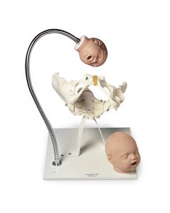 Pelvic Bone with Fetal Heads on Stand