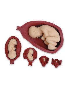 The Empathy Belly® Pregnancy Simulator - Adult Version with