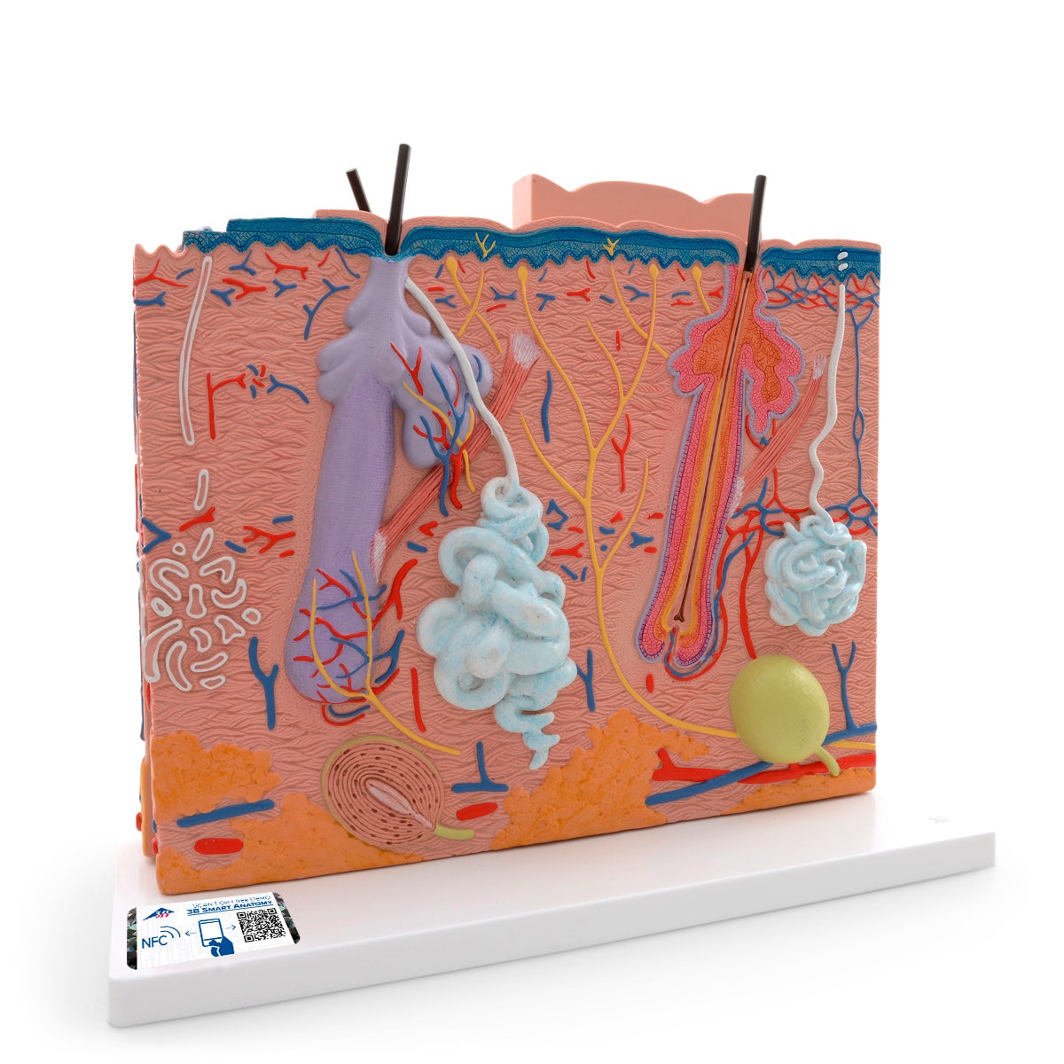 NE40268-3B Scientific Human Skin Model 80 Times Magnified
