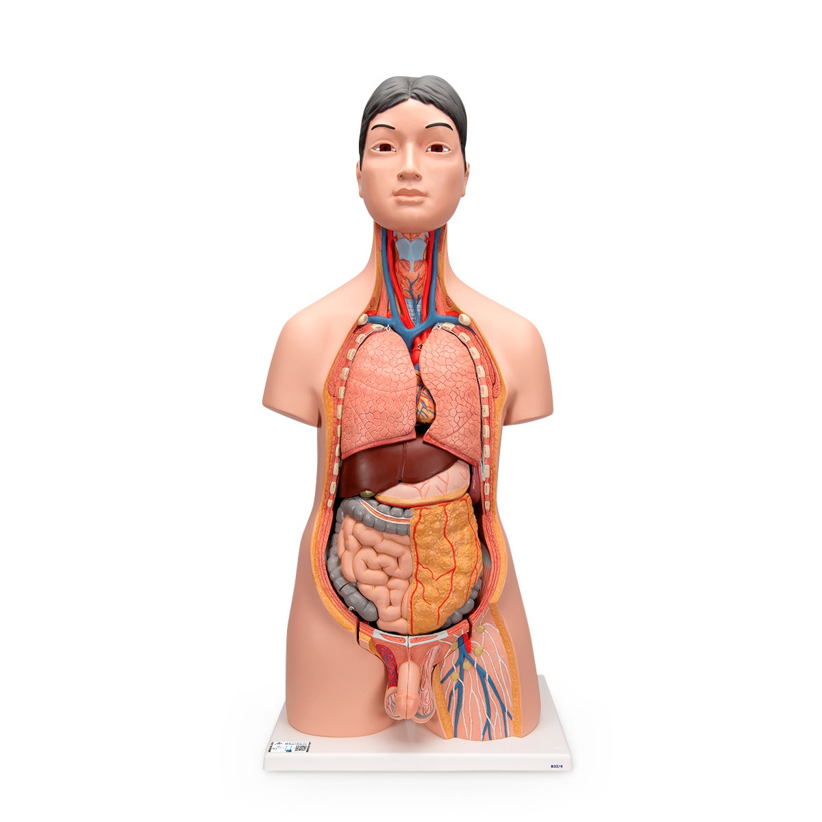 NE40365-3B Scientific Deluxe Torso Model - Dual Sex - Asian (18-Parts)