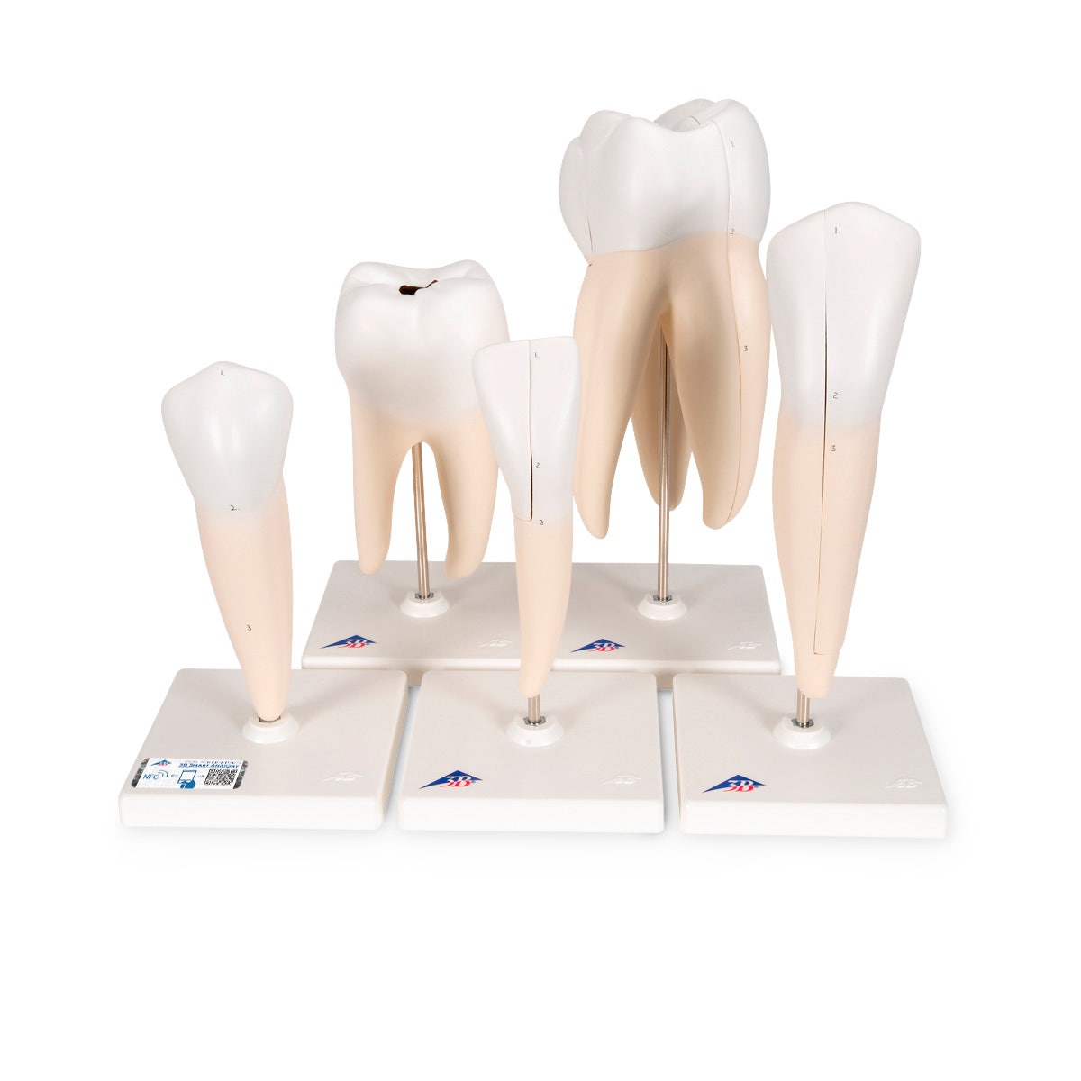 NE40272-3B Scientific Human Tooth Models  Set of 5