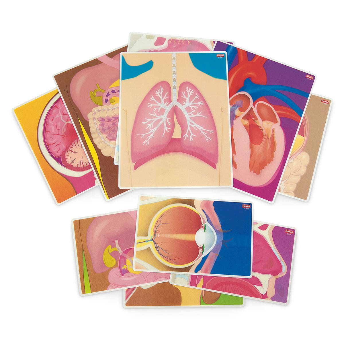 EL14727-Human Body Curriculum Kit - 8-1/2 in. x 11 in. - 10 Cards