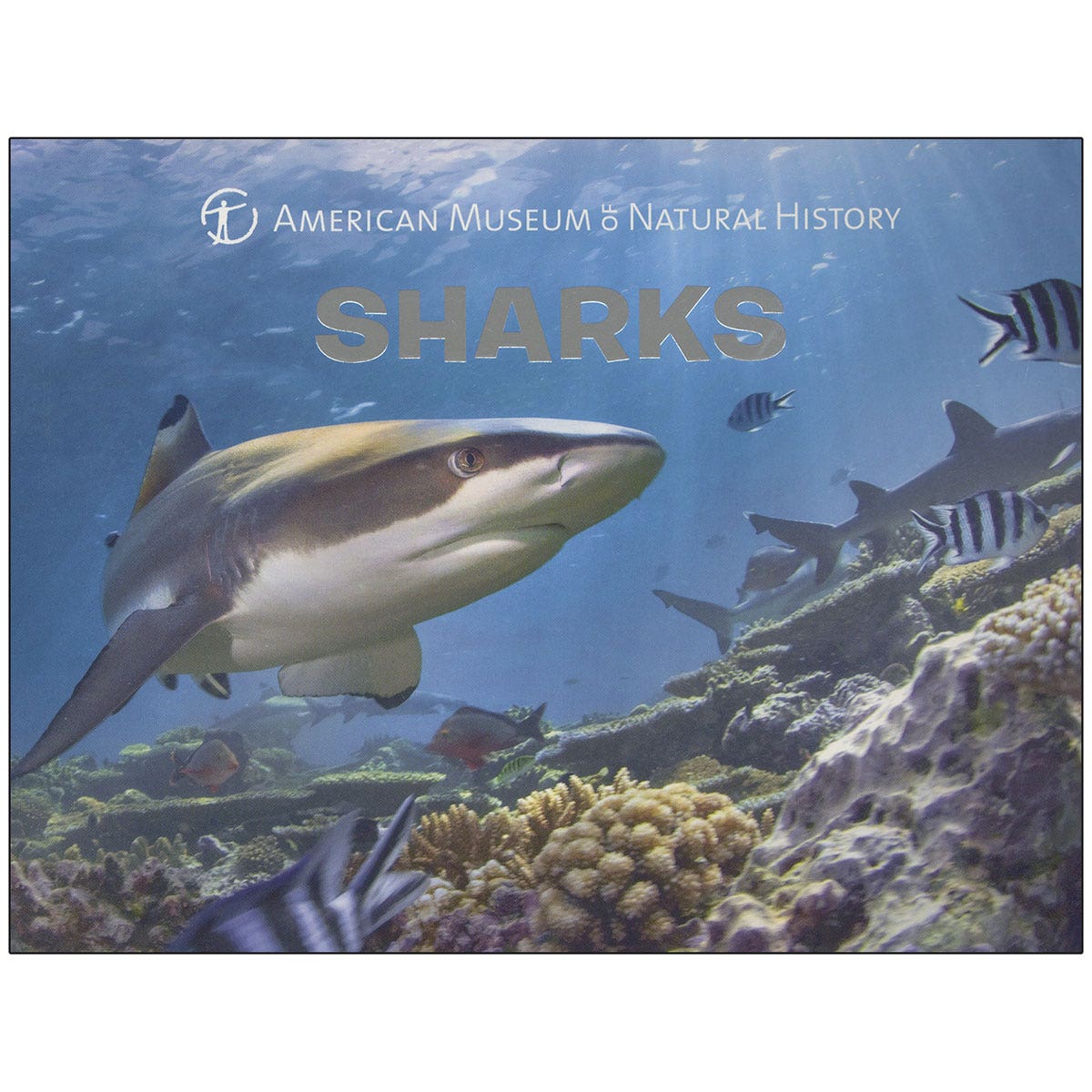 EL15601-Sharks Board Book