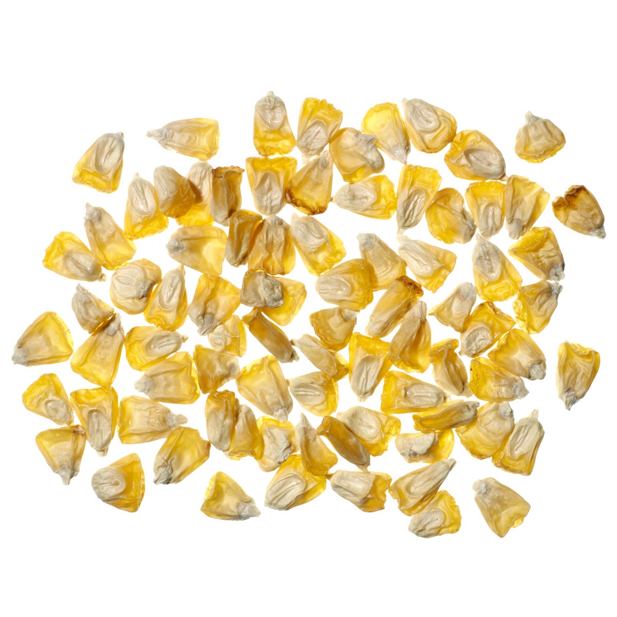 K01037(K)-Seeds, Sweet Corn, 14g