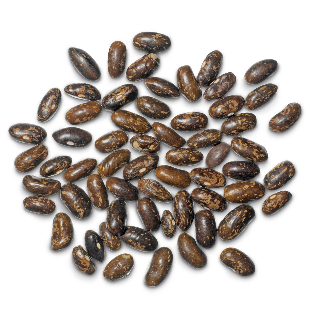 KI01037(J)-Seeds, Bush Bean, 14 g