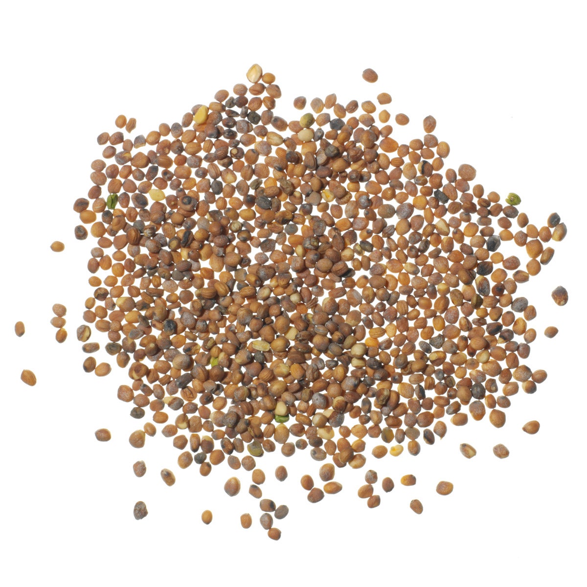 KI01037(N)-Seeds, Radish, 1 oz.